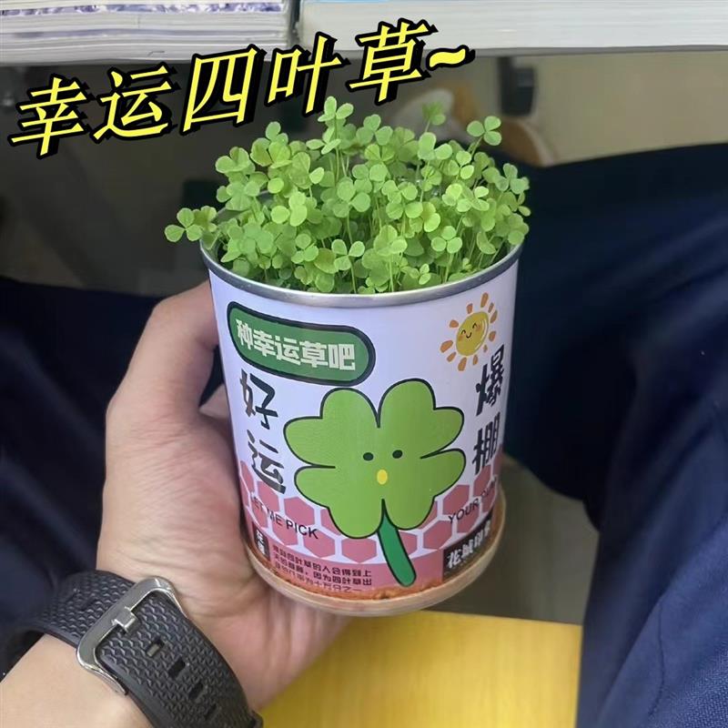 幸运四叶草幸运草室内迷你桌面罐罐植物种植小盆栽儿童种植罐子