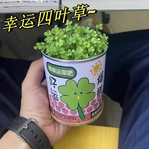 幸运四叶草幸运草室内迷你桌面罐罐植物种植小盆栽儿童种植罐子