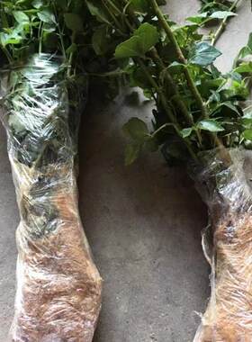 白簕苗 新鲜苦刺叶三叶五加苦刺茶苗 白簕叶苦刺叶 簕钩菜苗