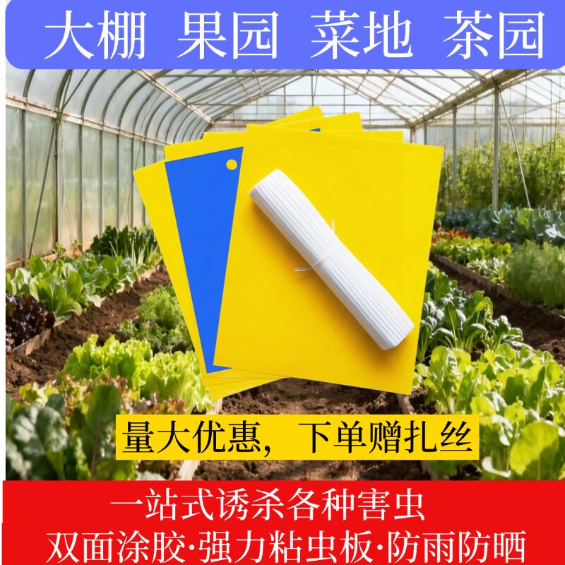苍蝇贴强力粘蝇纸小飞虫果园果蝇诱捕器农用大棚双面粘虫板诱蝇纸