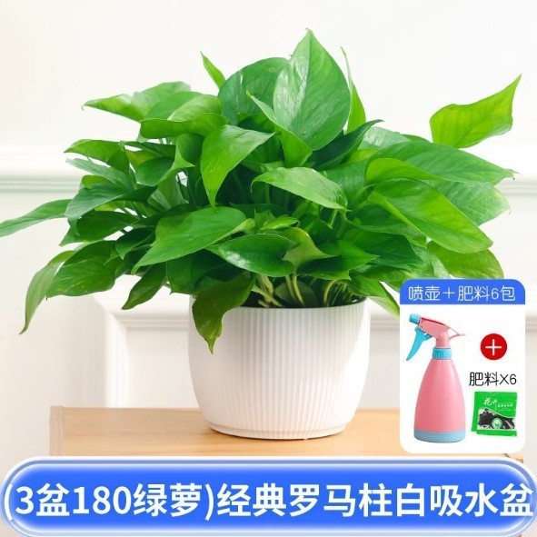 包邮除甲醛绿萝盆栽室内植物花卉绿植家用新房大顺丰水培吸绿箩