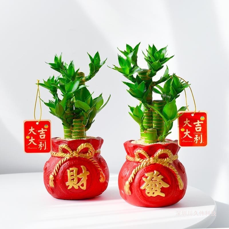 富贵竹盆栽发财树年宵花植物办公室内绿植文昌竹转运竹节节高