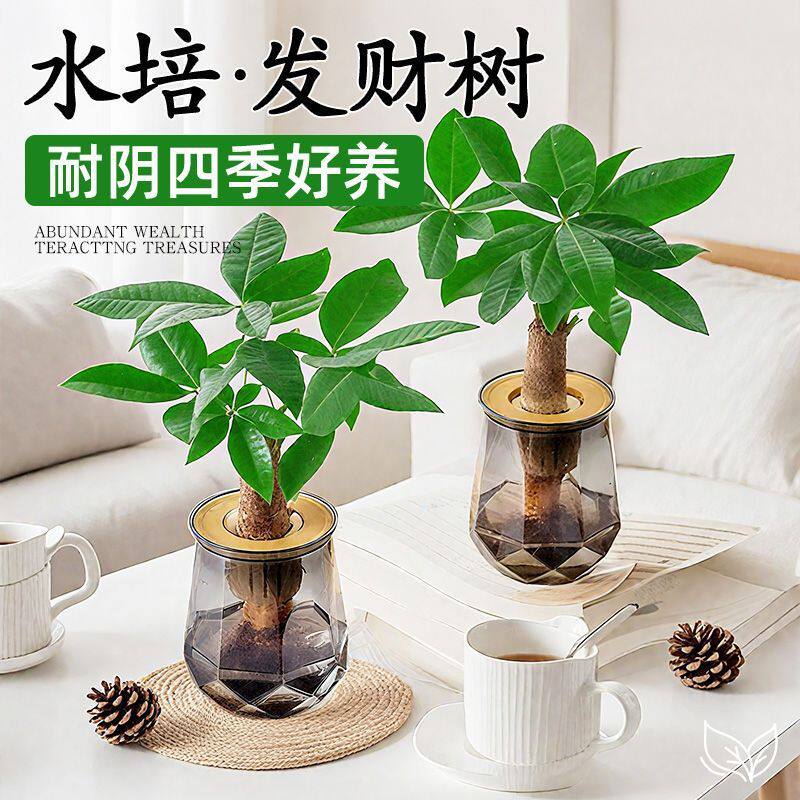发财树盆栽客厅室内桌面好养懒人水土培植物绿萝净化空气绿植盆景