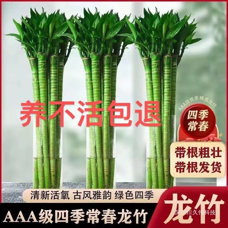 龙竹带根须水养室内客厅观音竹文昌竹带根懒人特大号富贵竹粗竹子
