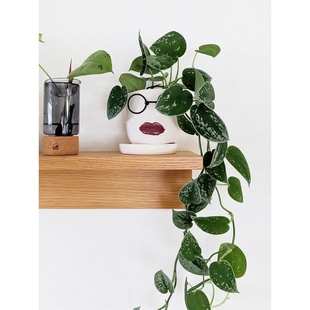 大叶小叶银斑葛花叶绿萝盆栽好养办公室内桌面绿植物长藤垂吊水培