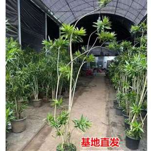 可拍照百合竹室内大型真绿植观叶耐阴耐旱四季 常青好养活老桩植物