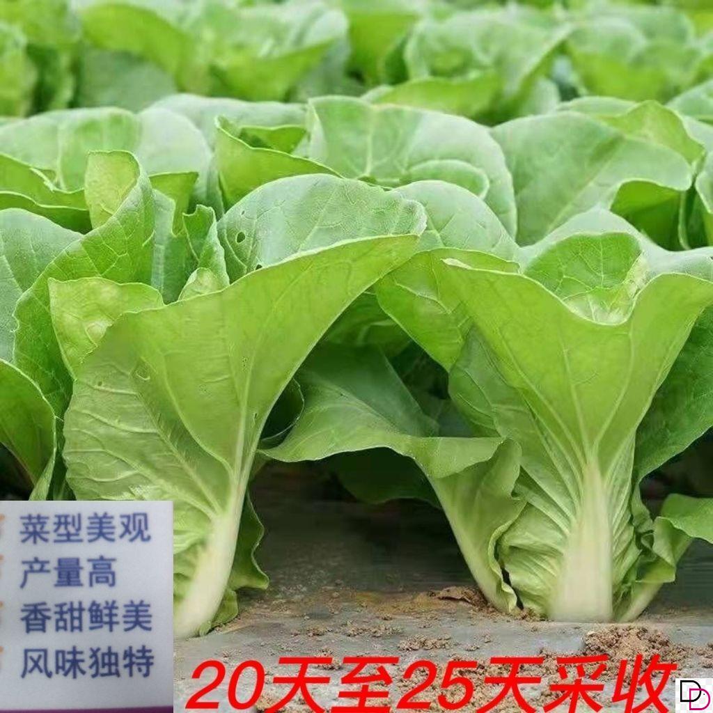 25天速生快菜四季奶油小白菜鲜嫩阳台易播耐热抗病蔬菜种子大全 鲜花速递/花卉仿真/绿植园艺 家庭园艺种子 原图主图