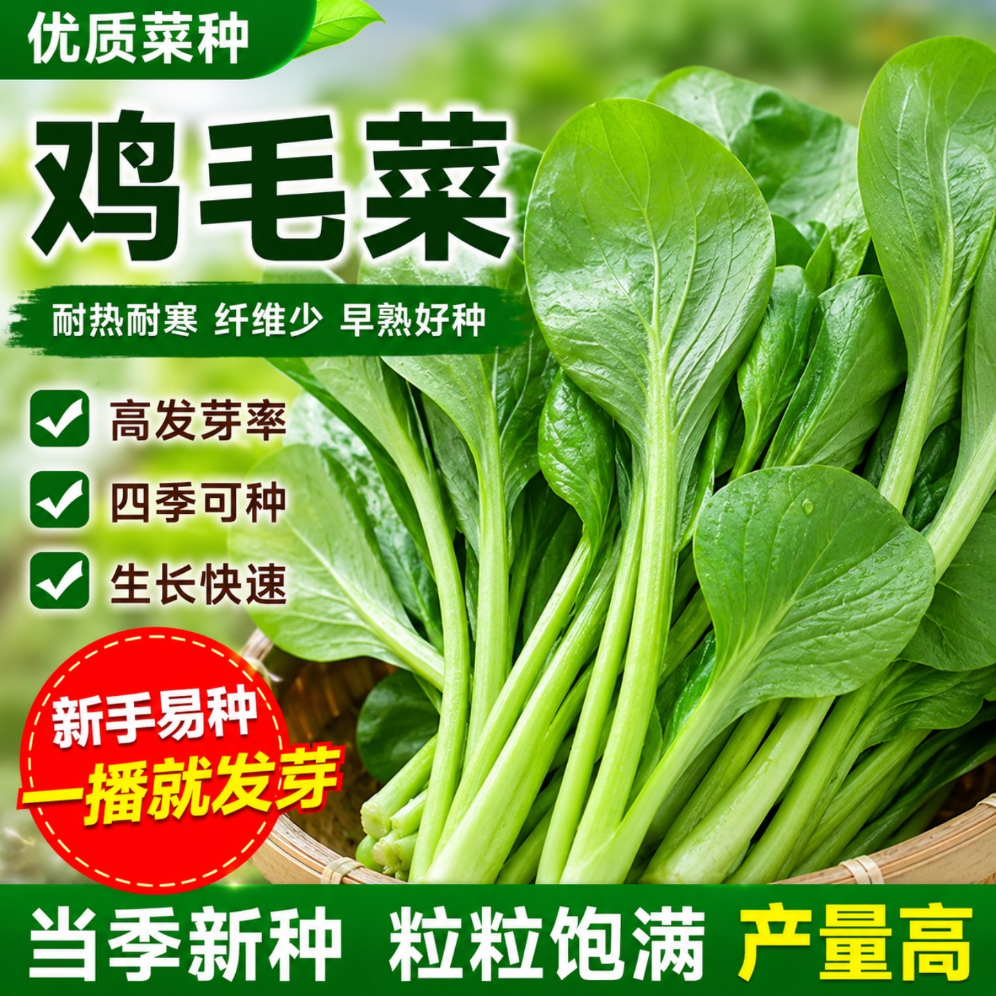 速生鸡毛菜种子小油菜小白菜