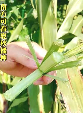 超甜甜杆种子春夏四季播甘甜多汁