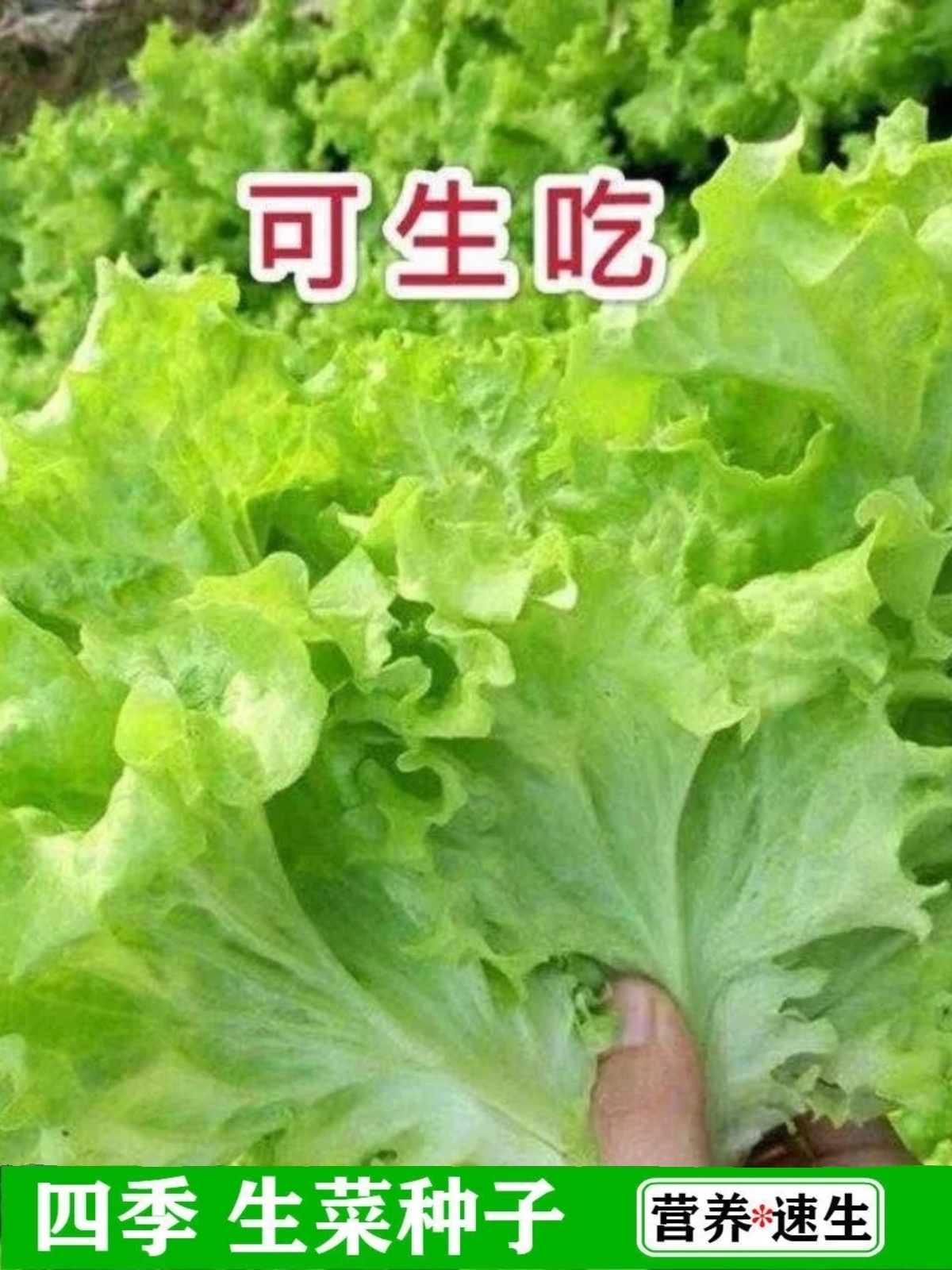 四季速生奶油生菜种子可生吃阳台庭院盆栽玻璃生菜直立孔雀菜种子