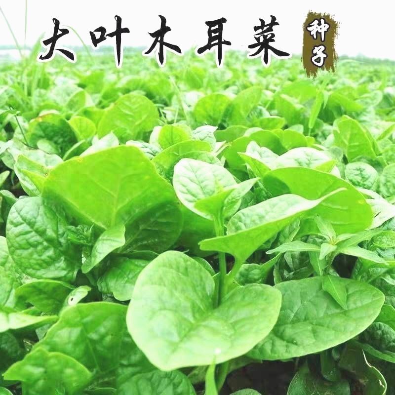 大叶木耳菜种子苗落葵小青菜