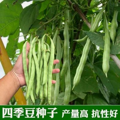 高产早熟有架四季豆种子爬藤四季播芸豆豆角种子红花无筋四季豆种