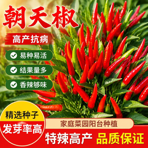 正宗高产朝天椒种子超辣小米辣种子早熟可越冬菜园红辣椒蔬菜种子