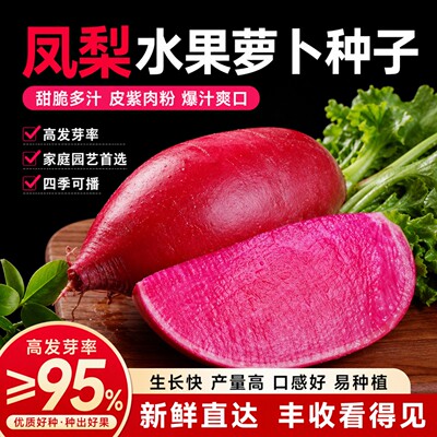 凤梨水果萝卜种籽红皮红心萝卜