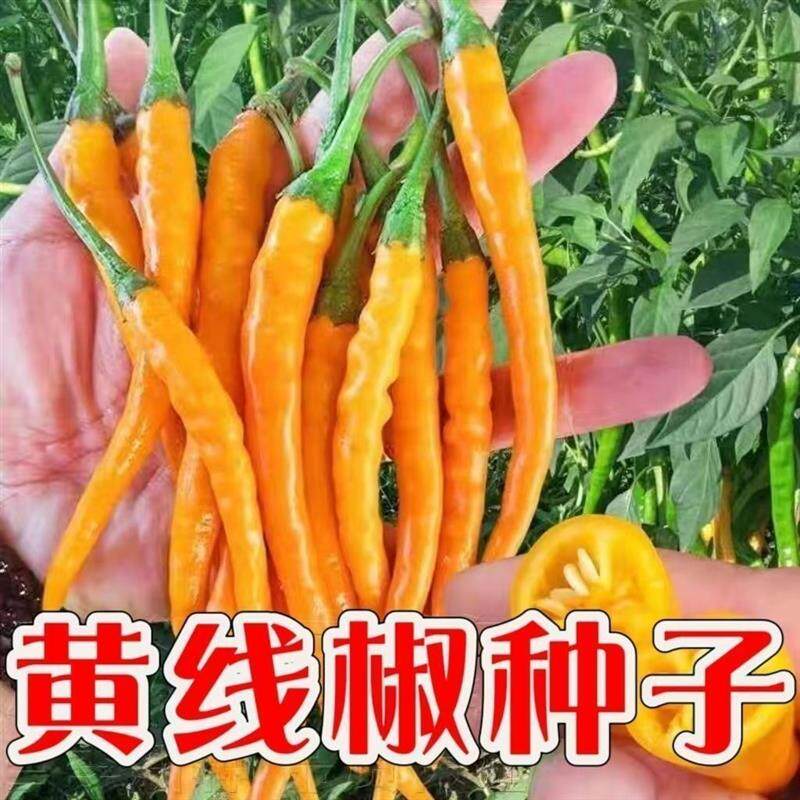 湖南黄线椒种子黄贡椒种子香辣高产黄小米辣椒正品黄椒种籽蔬菜籽