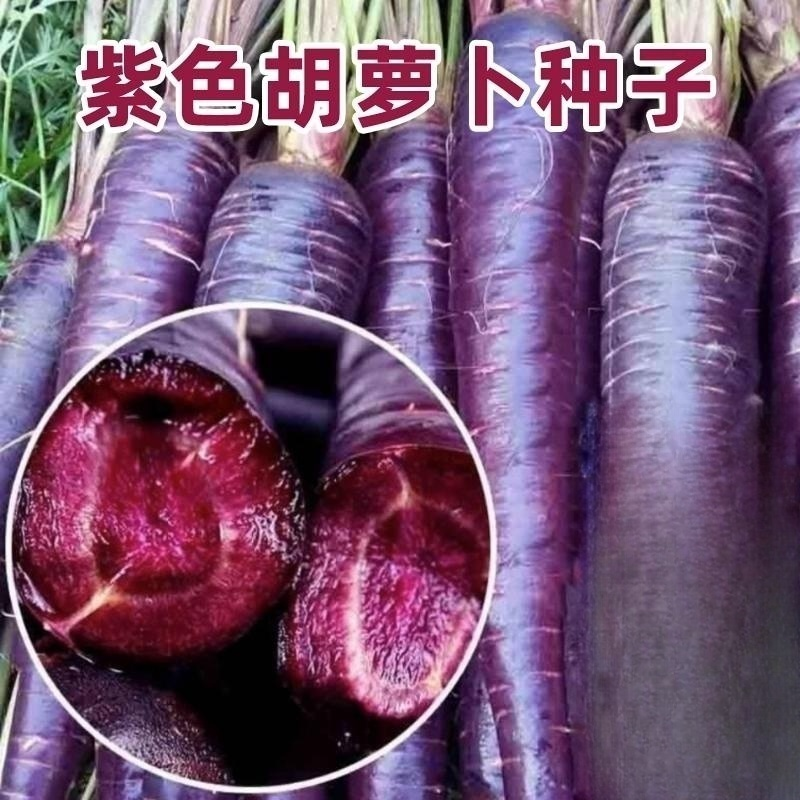 紫色胡萝卜种子紫黑色水果胡罗卜