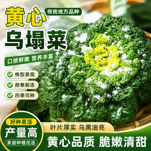正宗黄心乌塌菜可越冬耐寒种子
