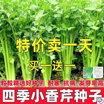 芹菜种子四季特香小香芹