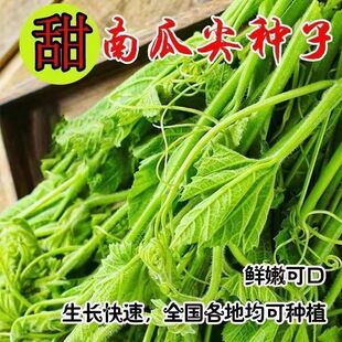 专吃南瓜花新种南瓜苗种子专产南瓜尖柔软不苦涩无毛四季蔬菜种子
