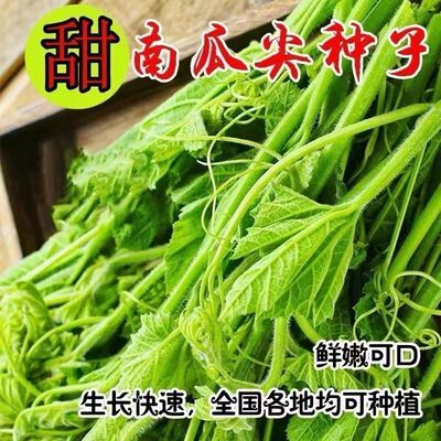专吃南瓜花新种南瓜苗种子