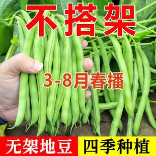 无架地豆种子无筋四季豆种子不用搭架豆角种子春季庭院阳台菜籽