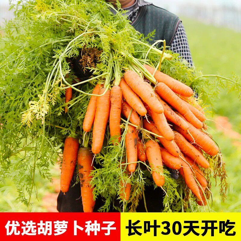【今年新种】红胡萝卜种子高产九寸三红胡萝卜籽耐热蔬菜种子大全