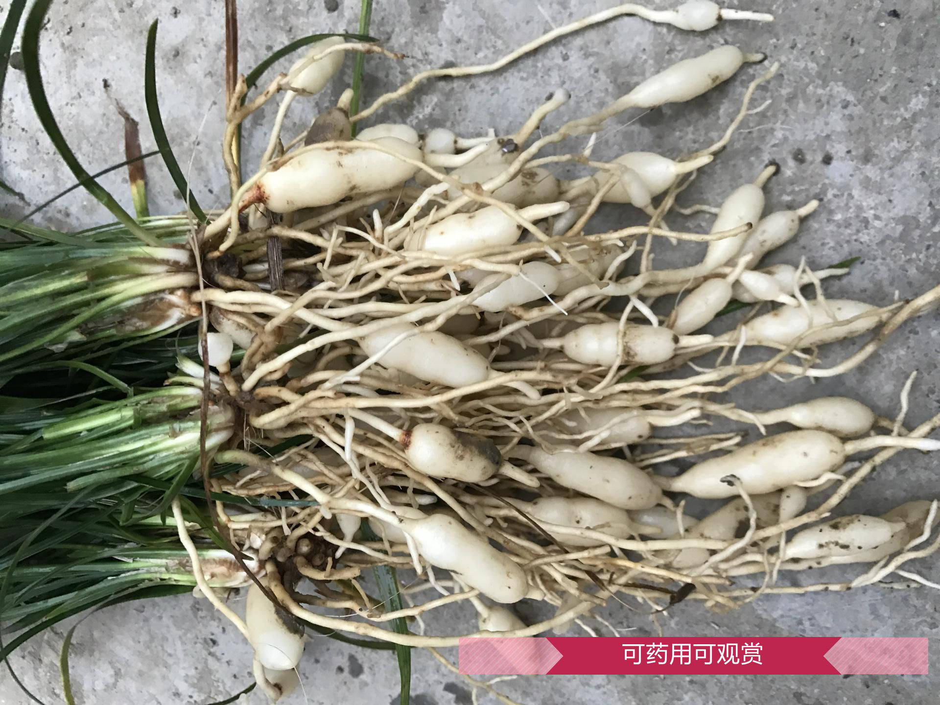 天然野生药用块根麦冬草图片