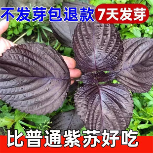 南北方蔬菜种籽大全紫苏籽种子盆栽大叶紫苏种苗室内阳台四季可种