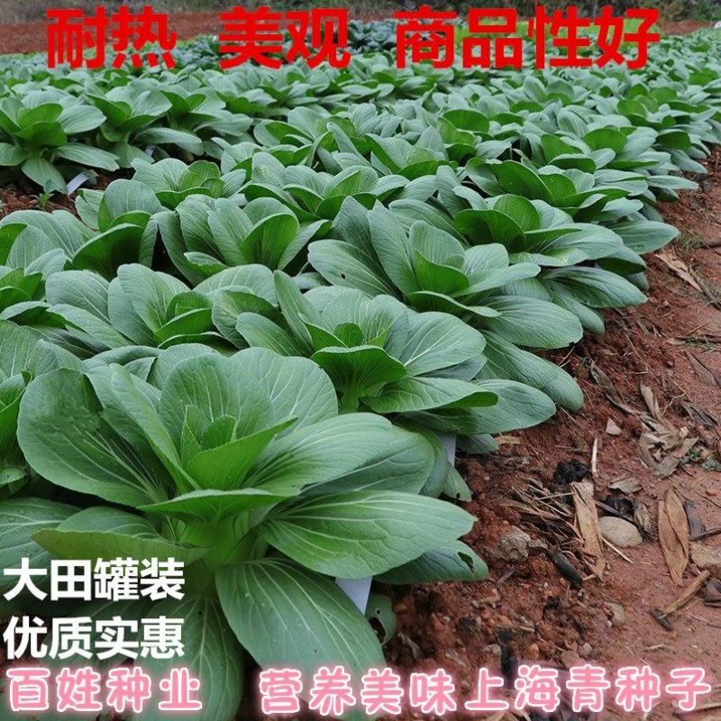 上海青种子蔬菜种籽鸡毛菜青菜