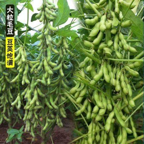 九月寒毛豆种子高产日本