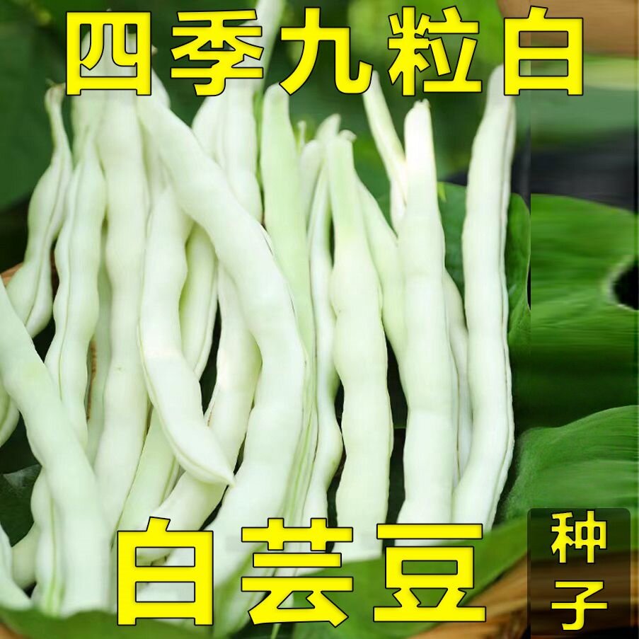 九粒白摘不败芸豆籽四季豆角架豆白不老四季豆菜种春秋冬耐寒包邮