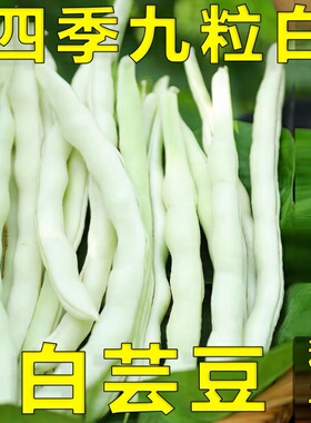 九粒白摘不败芸豆籽四季豆角架豆白不老四季豆菜种春秋冬耐寒包邮