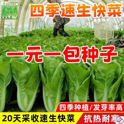 四季快菜种子高产20天速