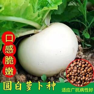 四川春不老萝卜种子籽圆萝卜种子甜脆冰糖心大白萝卜蔬菜种子大全