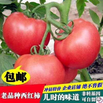 西红柿种子老品种番茄种