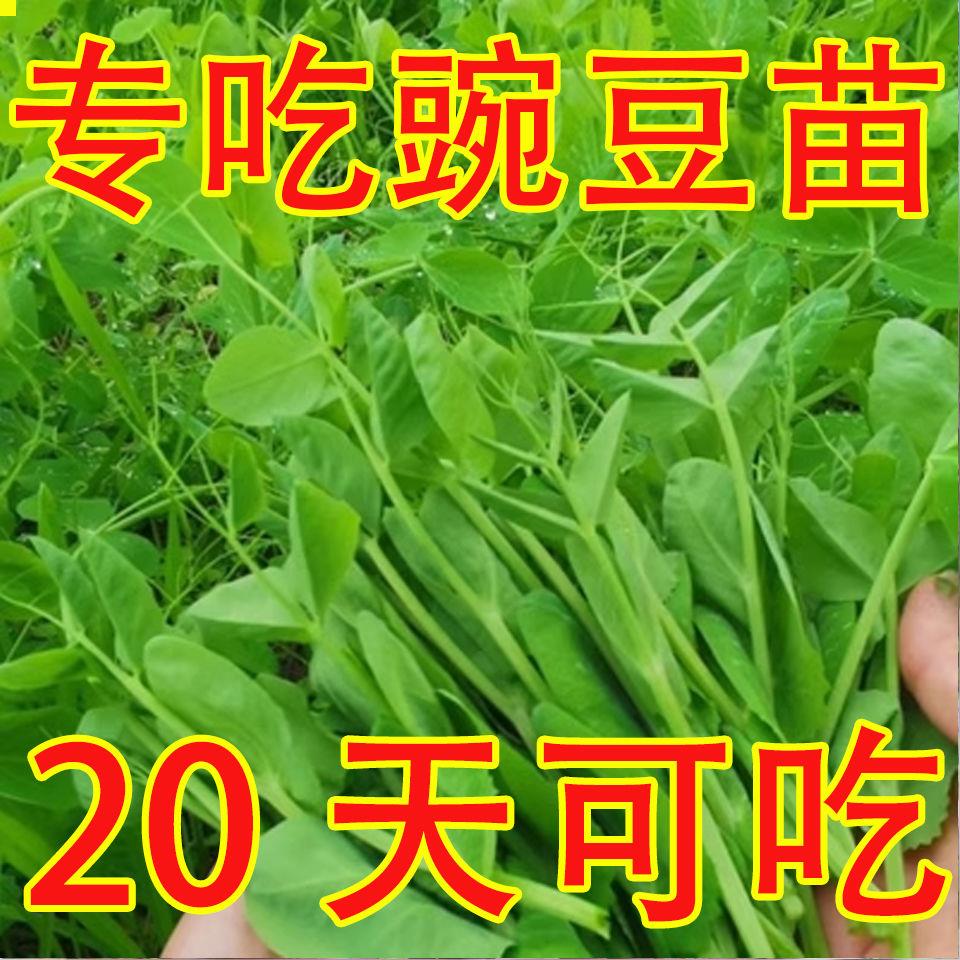 豌豆苗种子 鲜嫩豌豆尖种籽春秋季青菜籽种阳台盆栽