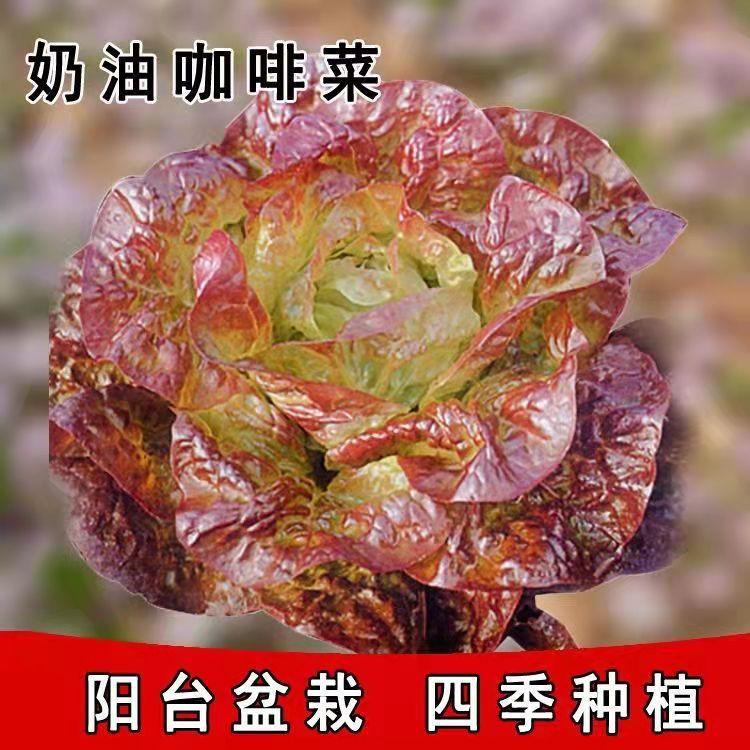 奶油咖啡菜生菜种子紫叶生菜青菜籽蔬菜四季种菜孑菜籽菜种香麦菜