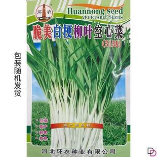 白梗空心菜种子高产小柳叶空心菜籽白根白骨四季播蔬菜种阳台盆栽