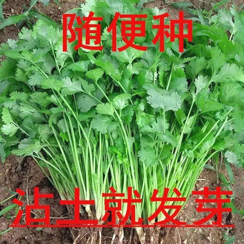 四季小香菜种子阳台室内花卉盆栽庭院蔬菜种子四季种植香菜籽种子