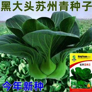 青菜上海青菜种子苏州老品种黑甜糯耐寒泡泡矮脚正宗四季高产种植
