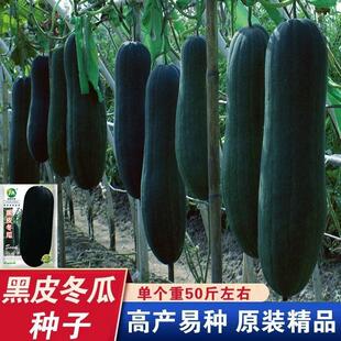 正品黑皮冬瓜种子特大粉皮冬瓜种籽巨型杂交懒人四季蔬菜种子大全