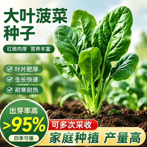 秋冬耐寒菠菜种子红根大叶菠菜