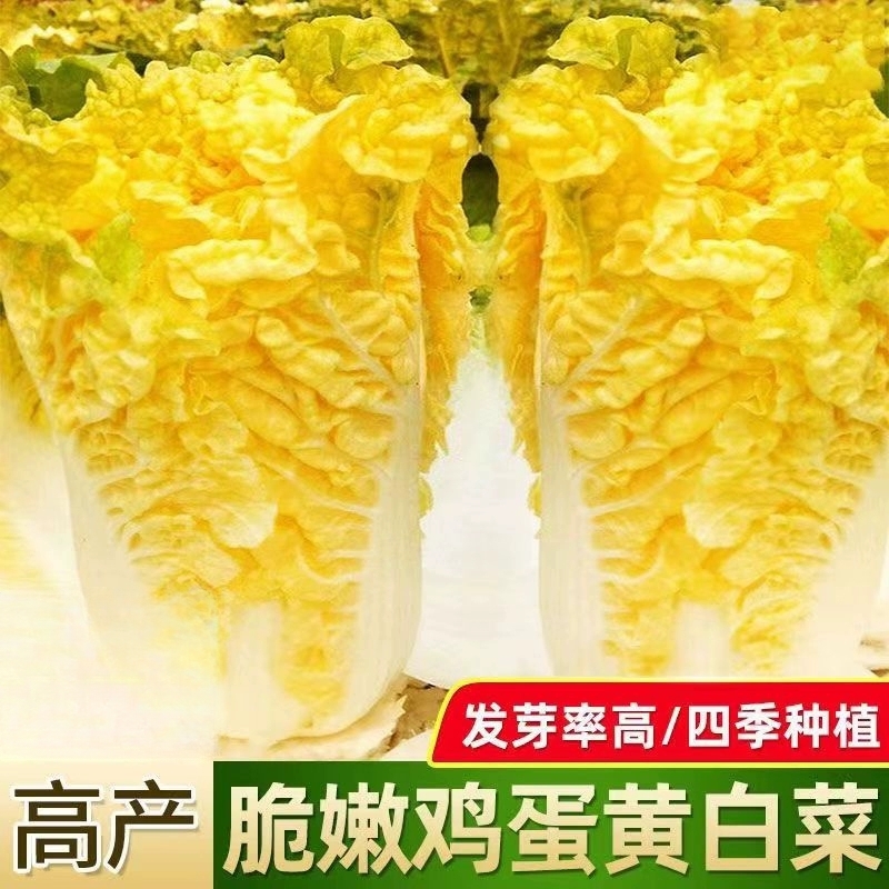 早熟鸡蛋黄黄心大白菜白菜种子