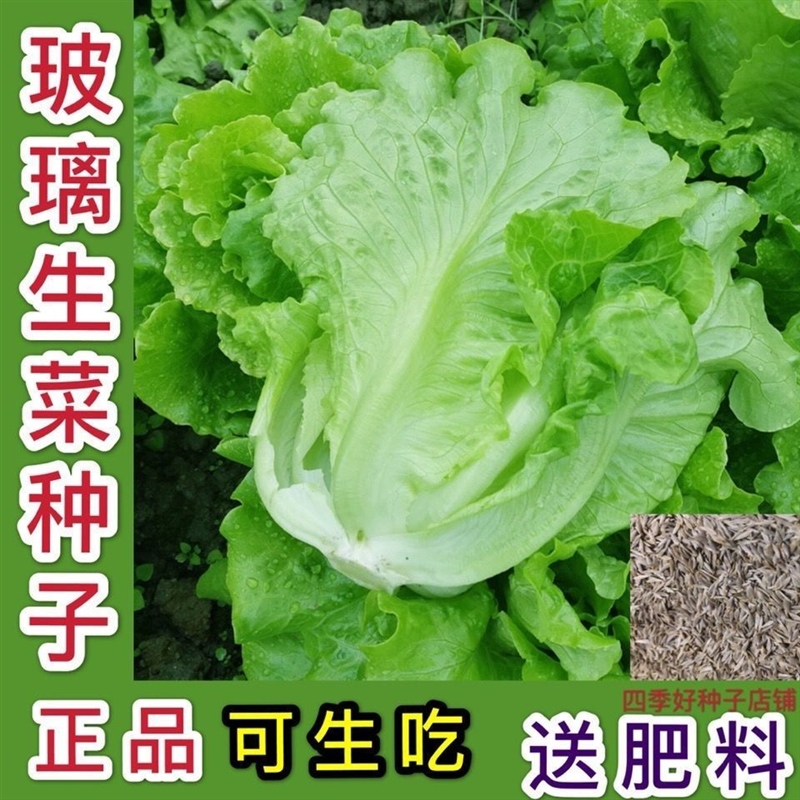 软尾生菜种子莱籽沙拉菜春季四季阳台盆栽种植的蔬菜籽种籽孑大全