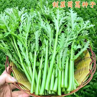 小叶茼蒿种子皇帝菜种籽光杆蒿子秆四季播阳台盆栽庭院蔬菜种子