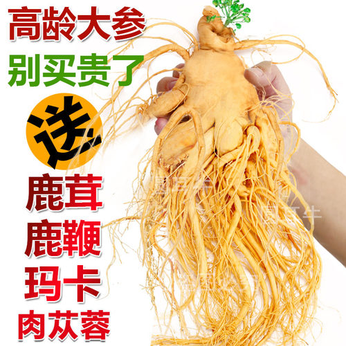 正宗长白山鲜人参东北产地保鲜参