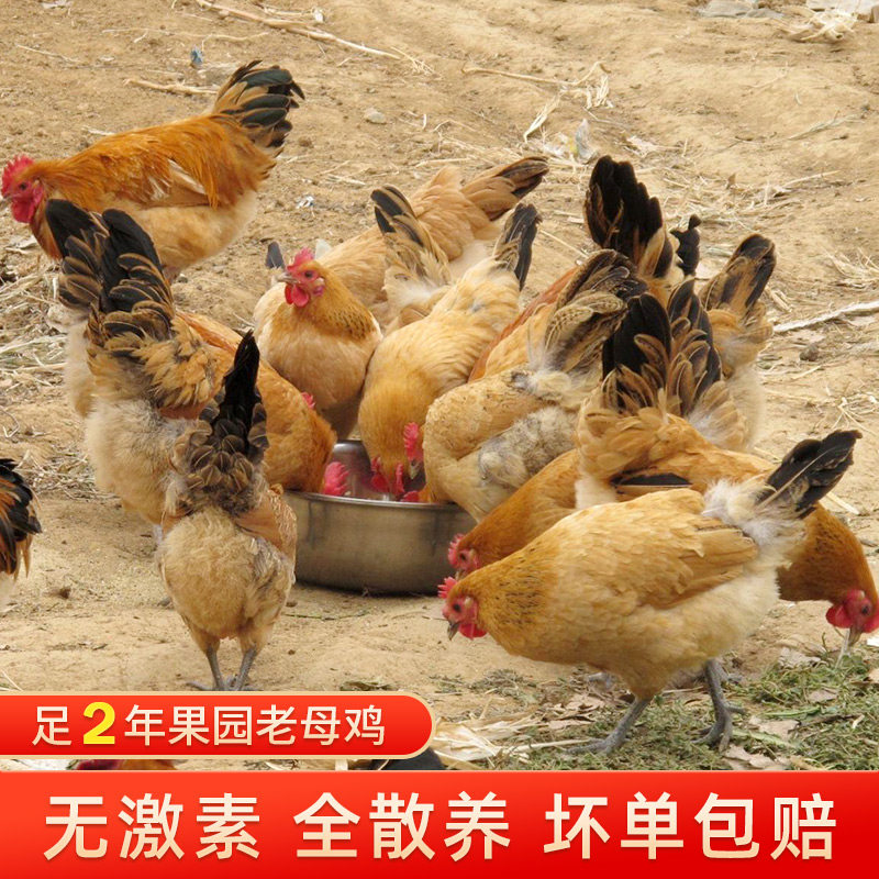 正宗农家散养2年土鸡柴鸡草鸡走地鸡笨鸡四斤老母鸡新鲜白条鸡