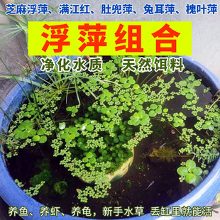 饰水培植物水葫芦满江红槐叶萍肚兜萍兔 浮萍水草水芙蓉龟缸造景装