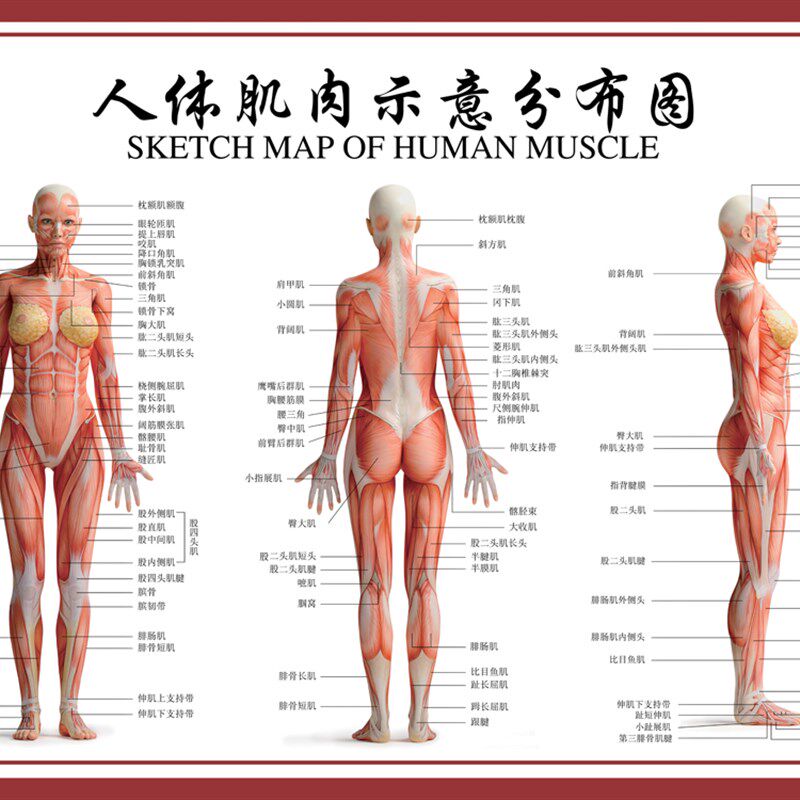 健身运动馆人f体全身肌肉示意图骨骼图解结构解刨图挂图广告宣传