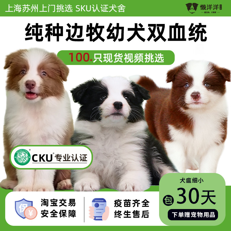 冠军级双血统边牧小狗幼犬纯种活物宠物狗CKU犬舍赛级边境牧羊犬